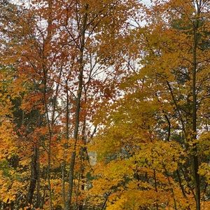 Meet your Posher, Robin